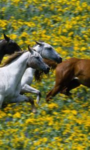 Preview wallpaper grass, horses, running