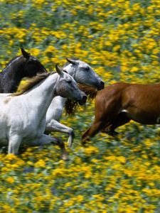 Preview wallpaper grass, horses, running