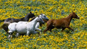 Preview wallpaper grass, horses, running