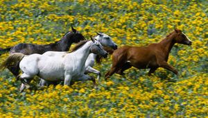 Preview wallpaper grass, horses, running