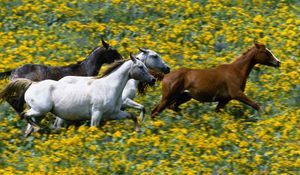 Preview wallpaper grass, horses, running