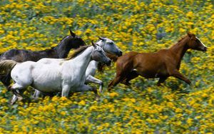 Preview wallpaper grass, horses, running