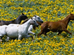 Preview wallpaper grass, horses, running