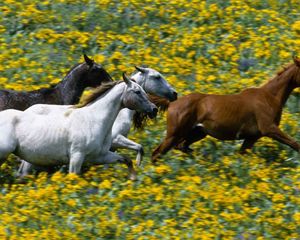 Preview wallpaper grass, horses, running