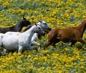 Preview wallpaper grass, horses, running