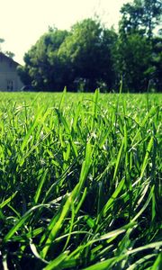 Preview wallpaper grass, house, summer, light, macro, greens, solarly