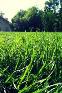 Preview wallpaper grass, house, summer, light, macro, greens, solarly