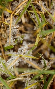 Preview wallpaper grass, ice, frost, macro