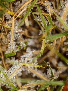 Preview wallpaper grass, ice, frost, macro