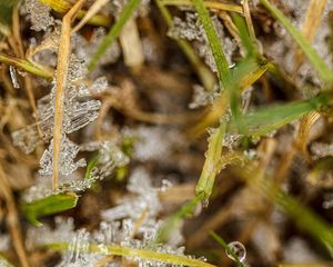 Preview wallpaper grass, ice, frost, macro