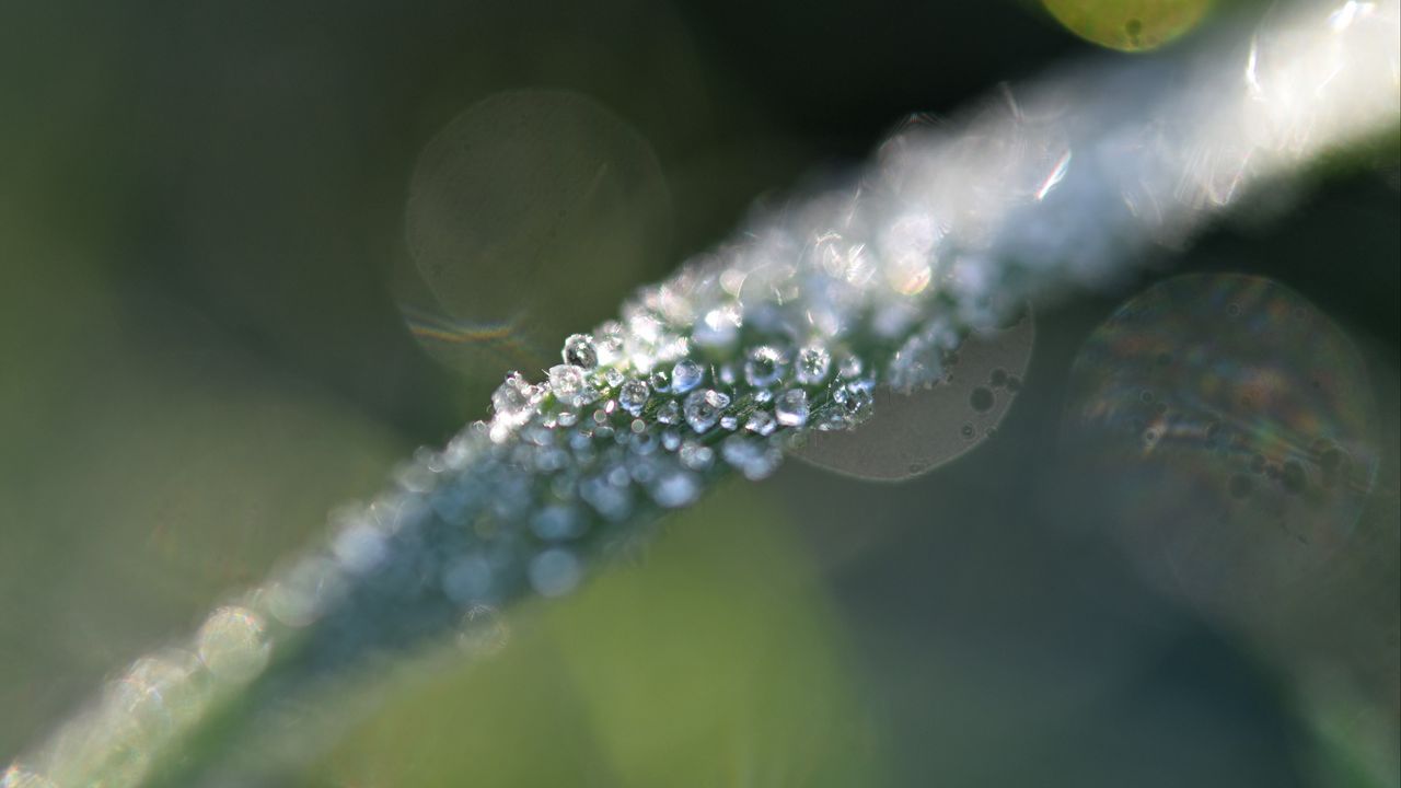 Wallpaper grass, ice, macro, frost, blur
