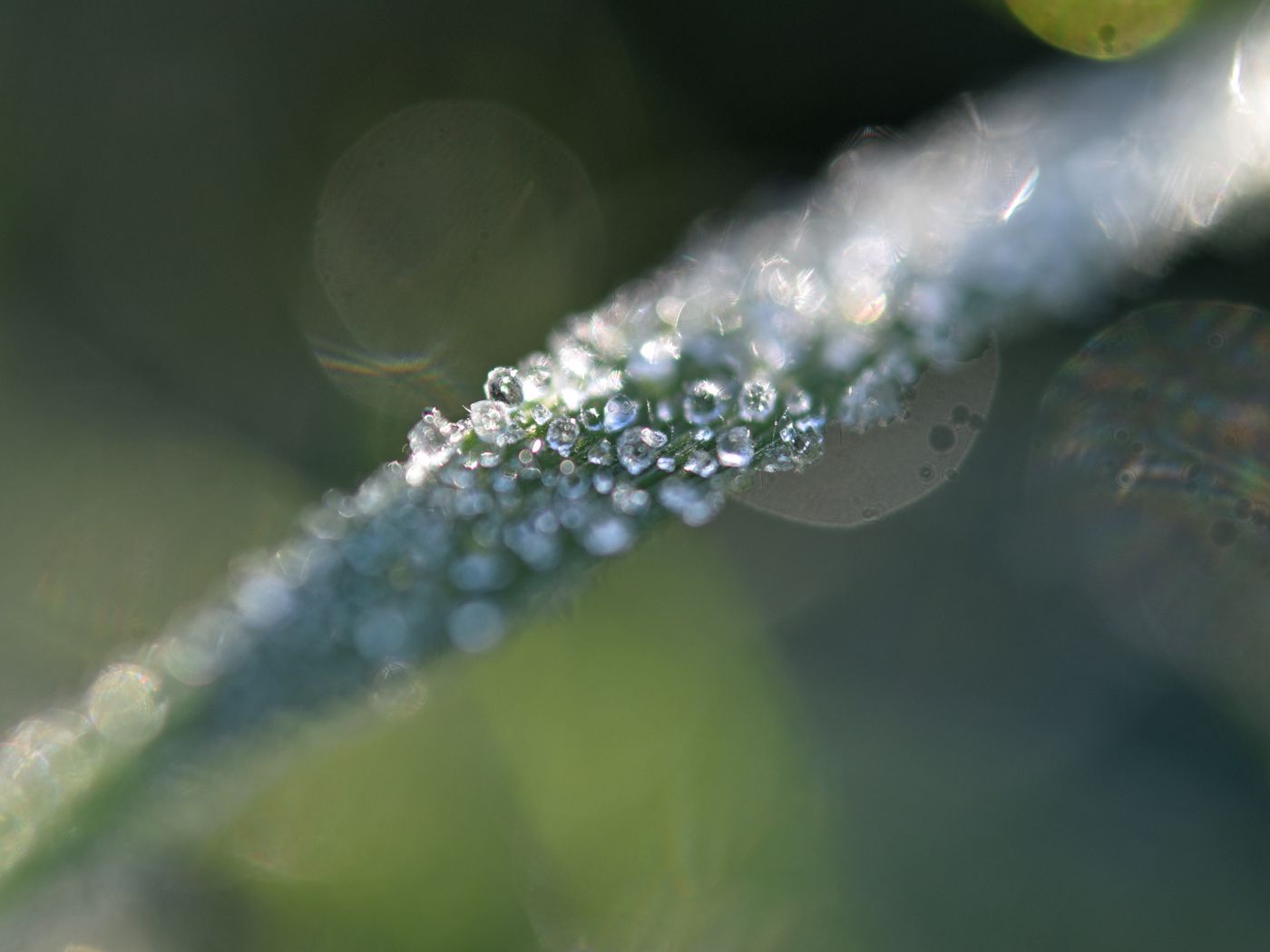 1400x1050 Wallpaper grass, ice, macro, frost, blur