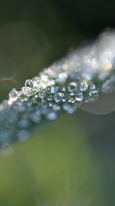 Preview wallpaper grass, ice, macro, frost, blur