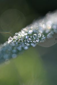 Preview wallpaper grass, ice, macro, frost, blur