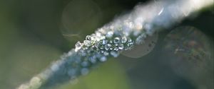 Preview wallpaper grass, ice, macro, frost, blur