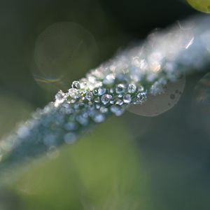 Preview wallpaper grass, ice, macro, frost, blur