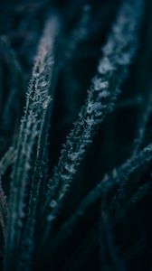 Preview wallpaper grass, ice, macro, frost