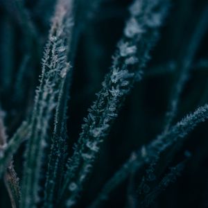 Preview wallpaper grass, ice, macro, frost