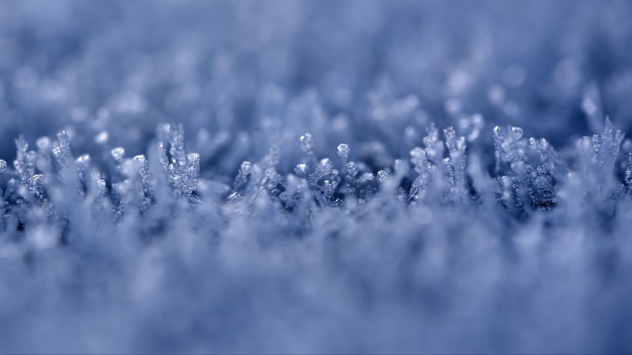 Wallpaper grass, ice, snow, frost, macro