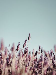 Preview wallpaper grass, inflorescences, bloom, stems, plants