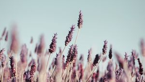 Preview wallpaper grass, inflorescences, bloom, stems, plants