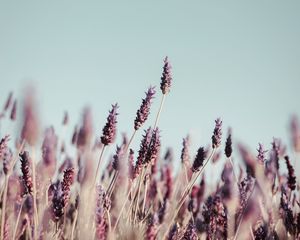 Preview wallpaper grass, inflorescences, bloom, stems, plants