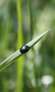 Preview wallpaper grass, insect, beetle, crawling