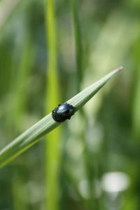 Preview wallpaper grass, insect, beetle, crawling