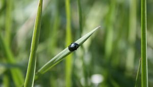 Preview wallpaper grass, insect, beetle, crawling