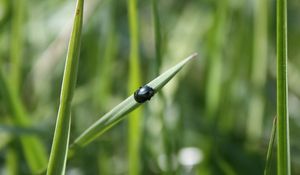 Preview wallpaper grass, insect, beetle, crawling