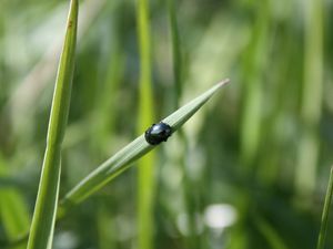 Preview wallpaper grass, insect, beetle, crawling