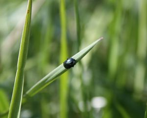 Preview wallpaper grass, insect, beetle, crawling