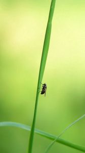 Preview wallpaper grass, insect, light, glare