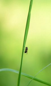 Preview wallpaper grass, insect, light, glare