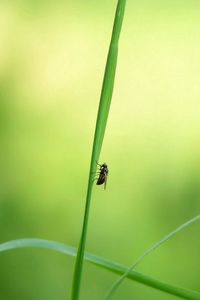 Preview wallpaper grass, insect, light, glare