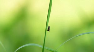 Preview wallpaper grass, insect, light, glare