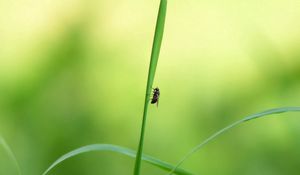 Preview wallpaper grass, insect, light, glare