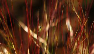 Preview wallpaper grass, insects, dark