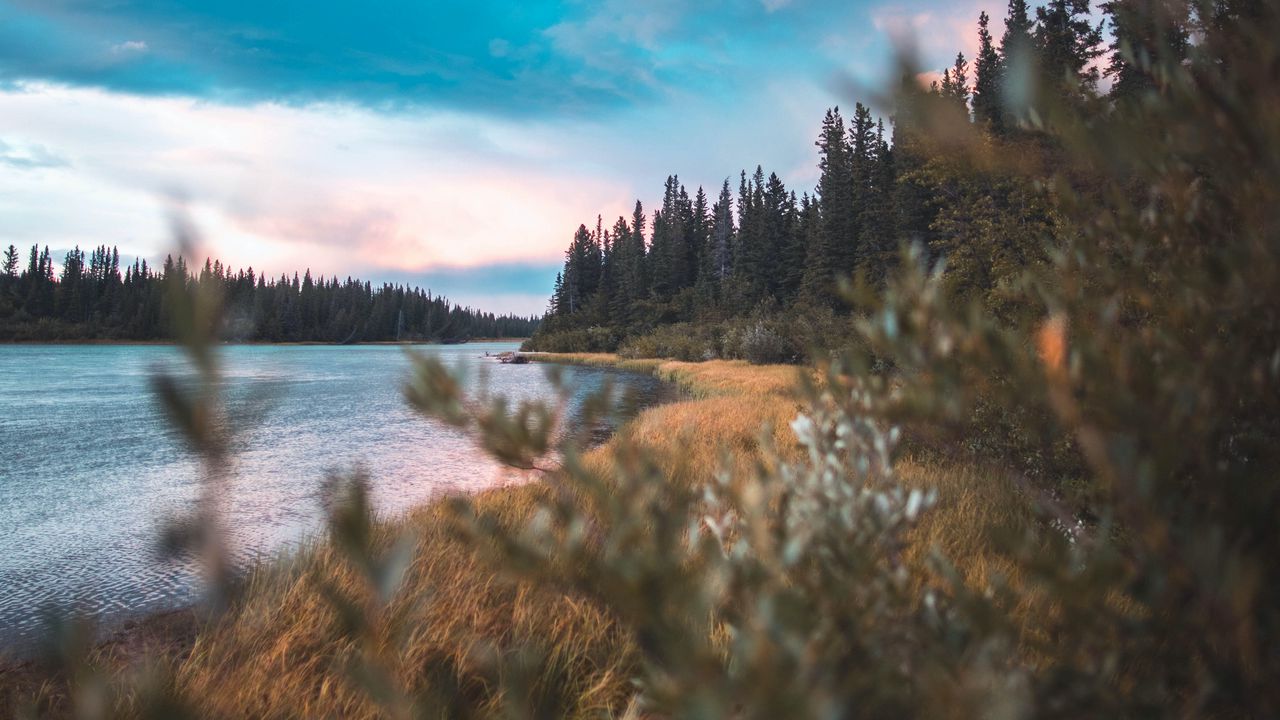 Wallpaper grass, lake, forest, sky