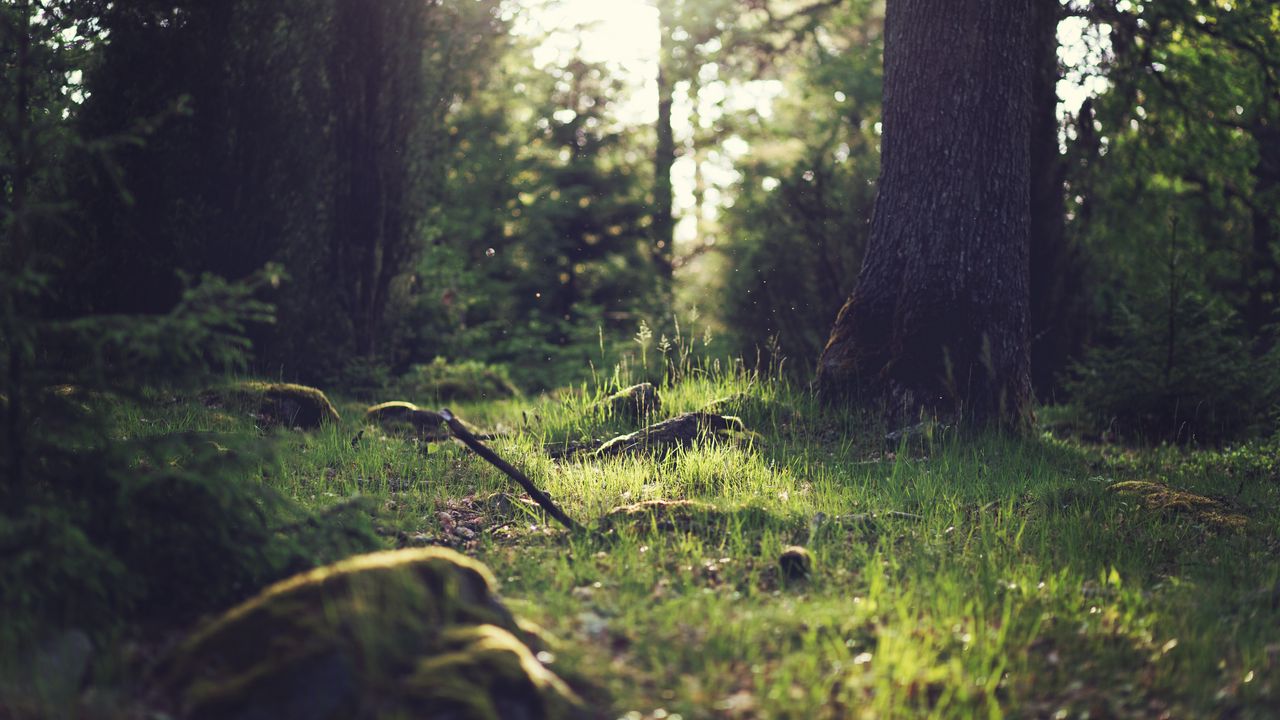 Wallpaper grass, landscape, nature, trees, forest