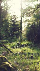 Preview wallpaper grass, landscape, nature, trees, forest