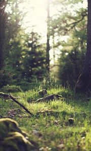 Preview wallpaper grass, landscape, nature, trees, forest