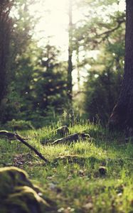 Preview wallpaper grass, landscape, nature, trees, forest