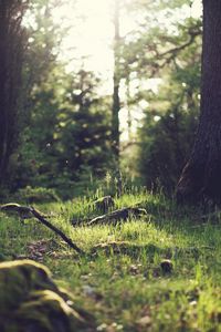 Preview wallpaper grass, landscape, nature, trees, forest