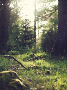 Preview wallpaper grass, landscape, nature, trees, forest