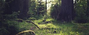 Preview wallpaper grass, landscape, nature, trees, forest