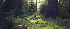 Preview wallpaper grass, landscape, nature, trees, forest