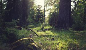 Preview wallpaper grass, landscape, nature, trees, forest