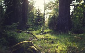 Preview wallpaper grass, landscape, nature, trees, forest