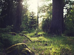 Preview wallpaper grass, landscape, nature, trees, forest